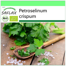SAFLAX - Garden to go - BIO - Persil plat - 600 graines - Avec pot, couvercle climatique et substrat de culture - Petroselinum crispum