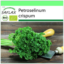 SAFLAX - Garden to go - BIO - Persil frisé - 800 graines - Avec pot, couvercle climatique et substrat de culture - Petroselinum crispum