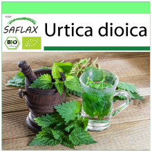 SAFLAX - Garden to go - BIO - Grande ortie - 2000 graines - Avec pot, couvercle climatique et substrat de culture - Urtica dioica