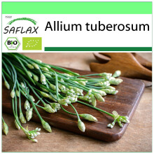 SAFLAX - Garden to go - Organic - Garlic-Chives - 100 seeds - With pot, climate lid and growing substrate - Allium tuberosum