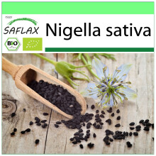 SAFLAX - Garden to go - BIO - Nigelle cultivée - 300 graines - Avec pot, couvercle climatique et substrat de culture - Nigella sativa