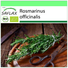 SAFLAX - Garden to go - BIO - Romarin - 40 graines - Avec pot, couvercle climatique et substrat de culture - Rosmarinus officinalis