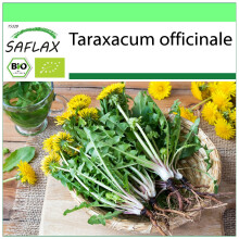 SAFLAX - Garden to go - BIO - Pissenlit - 400 graines - Avec pot, couvercle climatique et substrat de culture - Taraxacum officinale