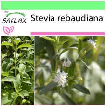 SAFLAX Garden to go - Stevia - Stevia - 100 Samen
