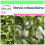 SAFLAX Garden to go - Stevia - Stevia - 100 Samen 1