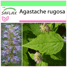 SAFLAX - Garden to go - Korean mint - 1200 seeds - With pot, climate lid and growing substrate - Agastache rugosa