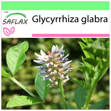 SAFLAX Garden to go - Regaliz u orozuz - 30 semillas - Glycyrrhiza