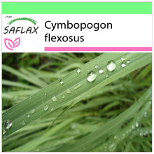 SAFLAX Garden to go - Zitronengras - Cymbopogon - 50 Samen