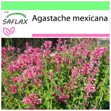 SAFLAX - Garden to go - Mexican Giant Hyssop - 50 seeds - With pot, climate lid and growing substrate - Agastache mexicana