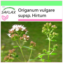 SAFLAX Garden to go - Griechischer Oregano - Origanum - 600 Samen