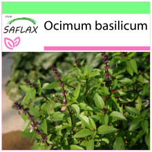 SAFLAX Garden to go - Thai - Basilikum - Ocimum - 200 Samen
