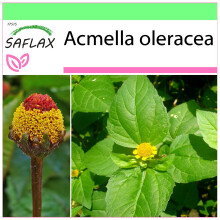 SAFLAX Garden to go - Parakresse - Acmella - 500 Samen