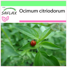SAFLAX Garden to go - Limonen-Basilikum - Ocimum - 200 Samen