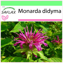 SAFLAX Garden to go - Goldmelisse - Monarda - 20 Samen