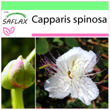 SAFLAX Garden to go - Kapernstrauch - Capparis - 25 Samen