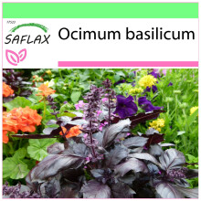 SAFLAX Garden to go - Rotes Basilikum - Ocimum - 200 Samen