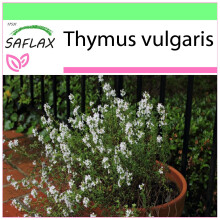 SAFLAX Garden to go - Thymian - Thymus - 200 Samen