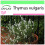SAFLAX Garden to go - Thymian - Thymus - 200 Samen 1