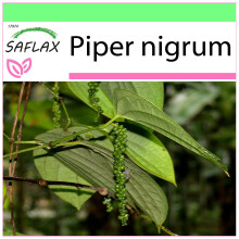 SAFLAX Garden to go - Pfeffer - Piper - 20 Samen