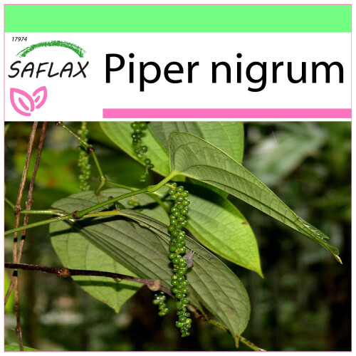 SAFLAX Garden to go - Pfeffer - Piper - 20 Samen