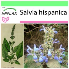 SAFLAX Garden to go - Mexikanische Chia - Salvia - 500 Samen