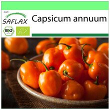SAFLAX - Garden to go - BIO - Piment - Habanero orange - 20 graines - Avec pot, couvercle climatique et substrat de culture - Capsicum annuum