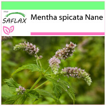 SAFLAX - Garden to go - Mexican nana mint - 500 seeds - With pot, climate lid and growing substrate - Mentha spicata Nane