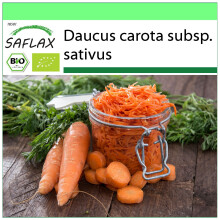 SAFLAX Garden to go - BIO - Carota - Regina d'autunno - 1000 semi - Daucus