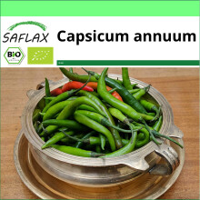 SAFLAX - Garden to go - BIO - Chili - Sigaretta di Bergame - 10 graines - Avec pot, couvercle climatique et substrat de culture - Capsicum annuum