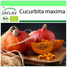 SAFLAX Garden to go - BIO - Zucca - Hokkaido - 5 semi - Cucurbita