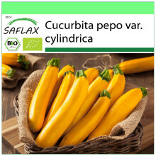SAFLAX Garden to go - BIO - Zucchina - Gold Rush - 5 semi - Cucurbita