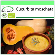 SAFLAX Garden to go - BIO - Zucca - Butternut - 6 semi - Cucurbita
