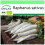 SAFLAX Garden to go - Rettich – Daikon - Raphanus - 100 Samen 1