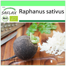SAFLAX - Garden to go - BIO - Radis - Noir - 100 graines - Avec pot, couvercle climatique et substrat de culture - Raphanus sativus