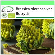 SAFLAX Garden to go - BIO - Cavolfiore - Romanesco - 50 semi - Brassica