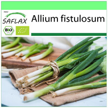 SAFLAX Garden to go - BIO - Cipollina - Ishikura giapponese - 150 semi - Allium