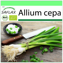 SAFLAX - Garden to go - BIO - Oignon - Blanc de Lisbonne - 150 graines - Avec pot, couvercle climatique et substrat de culture - Allium cepa