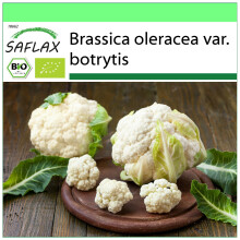SAFLAX Garden to go - Ecológico - Coliflor - Bola de nieve - 70 semillas - Brassica