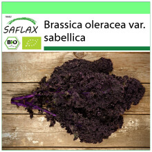 SAFLAX Garden to go - Ecológico - Col verde - Rizado rojo - 50 semillas - Brassica