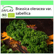 SAFLAX Garden to go - BIO - Cavolo riccio - Westland Winter - 70 semi - Brassica