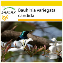 SAFLAX Anzucht Set - Weißer Orchideenbaum - Bauhinia - 5 Samen