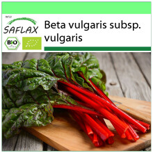 SAFLAX - Garden to go - BIO - Rhubarbe - 50 graines - Avec pot, couvercle climatique et substrat de culture - Beta vulgaris subsp. vulgaris