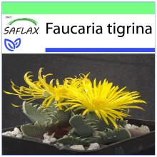 SAFLAX Garden to go - Tigerrachen - Faucaria - 40 Samen