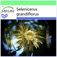SAFLAX Garden to go - Königin der Nacht - Selenicerus - 40 Samen