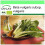 SAFLAX Garden to go - Schweizer Mangold - Beta - 150 Samen 1