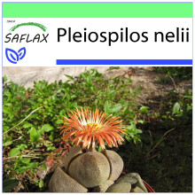 SAFLAX Garden to go - Lebender Granit - Pleiospilos - 40 Samen