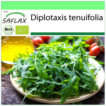 SAFLAX - Garden to go - Organic - Wild Rocket - 1500 seeds - With pot, climate lid and growing substrate - Diplotaxis tenuifolia