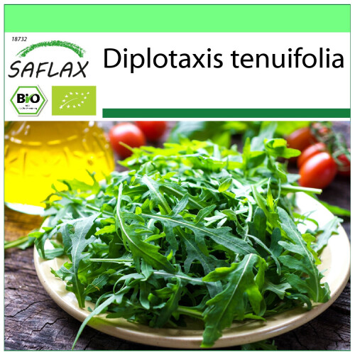 SAFLAX Garden to go - BIO - Rucola selvatica - 1500 semi - Diplotaxis