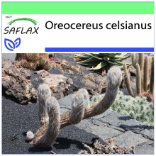 SAFLAX Garden to go - Alter Mann der Anden - Oreocereus - 40 Samen