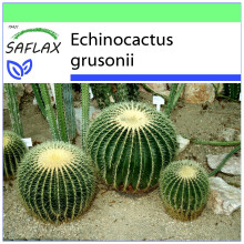 SAFLAX Garden to go - Schwiegermutterstuhl - Echinocactus - 40 Samen
